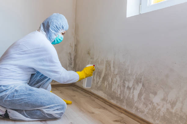 Licensed Mold Remediation service in Ardmore, TN - WQB Mold Removal